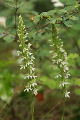 Platanthera elegans