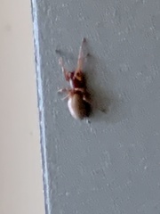 Dysdera