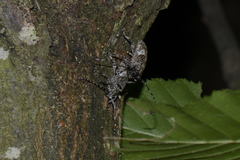Mesosa nebulosa