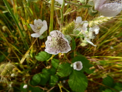 Rubus armeniacus