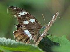 Argynnis sagana