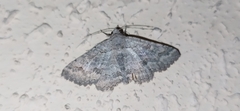 Pericyma albidentaria