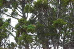 Glossopsitta concinna