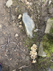 Sebacina sparassoidea