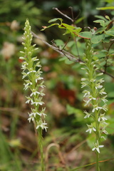 Platanthera elegans