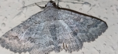 Pericyma albidentaria