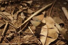 Cissia phronius