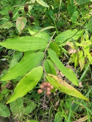 Maianthemum racemosum