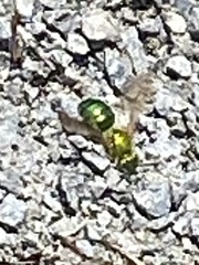 Agapostemon sericeus