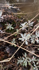 Artemisia ludoviciana