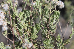 Eriocephalus
