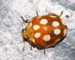 Vibidia duodecimguttata