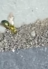 Agapostemon sericeus