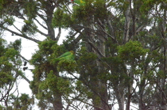 Glossopsitta concinna