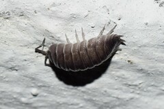 Porcellio obsoletus