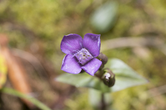 Gentianella campestris