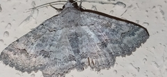Pericyma albidentaria
