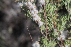 Eriocephalus