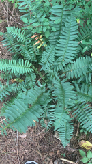 Polystichum acrostichoides