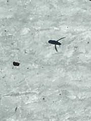 Agapostemon sericeus