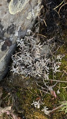 Artemisia ludoviciana