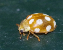 Vibidia duodecimguttata