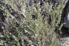 Eriocephalus