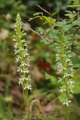 Platanthera elegans