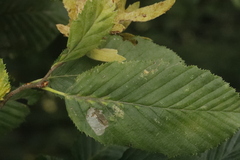 Phyllonorycter esperella