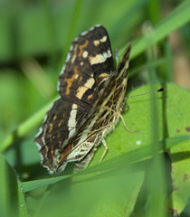 Araschnia levana