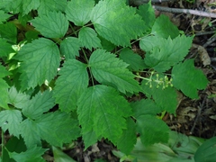 Actaea spicata