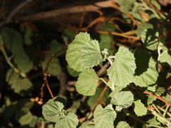 Malvella leprosa