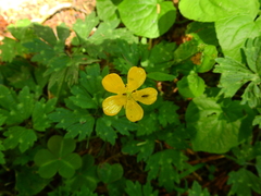 Ranunculus repens