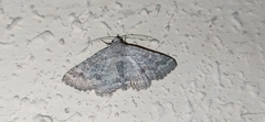 Pericyma albidentaria