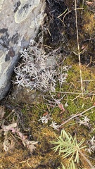 Artemisia ludoviciana