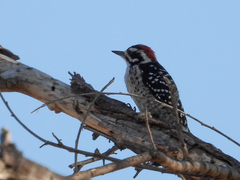 Dryobates nuttallii