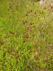 Rhynchospora capitellata