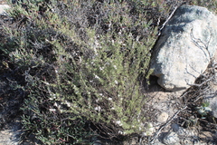 Eriocephalus
