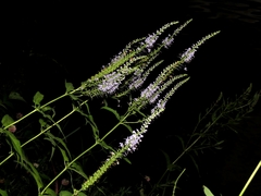 Veronica longifolia