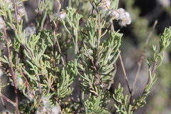Eriocephalus