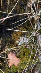 Artemisia ludoviciana