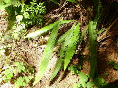 Struthiopteris spicant