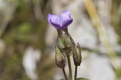 Gentianella campestris
