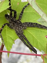 Dolomedes scriptus