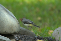 Motacilla cinerea