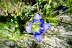 Gentiana parryi
