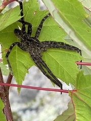 Dolomedes scriptus