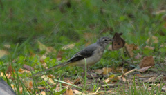 Motacilla cinerea