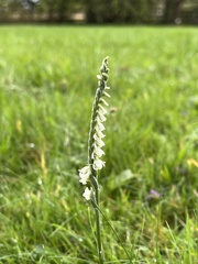 Spiranthes spiralis