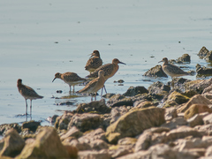 Calidris pugnax
